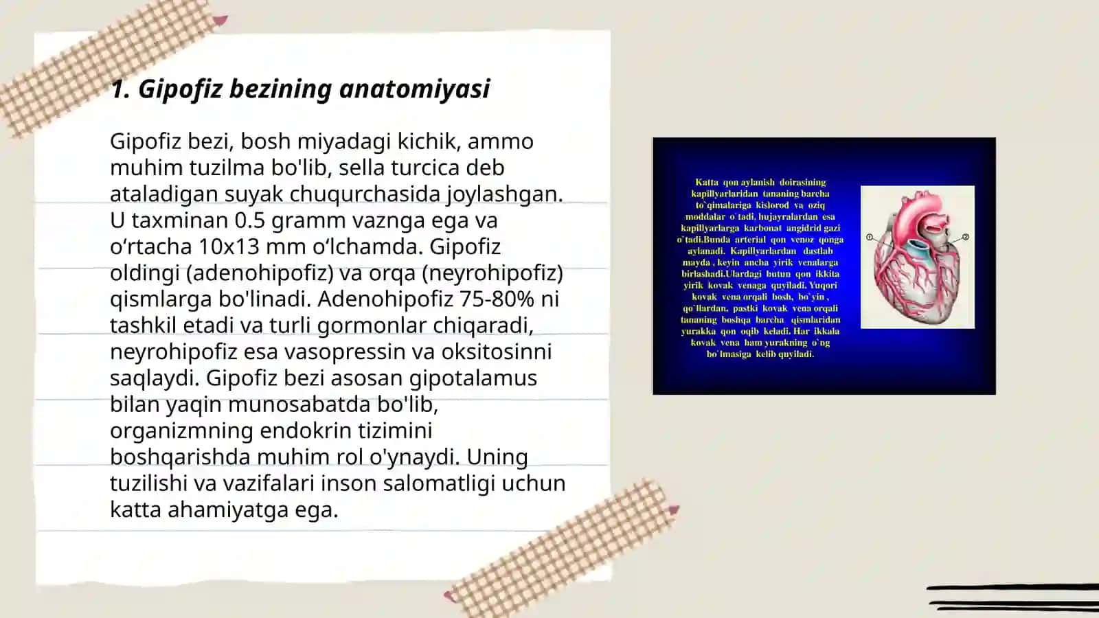 Gipofiz bezining garmonlari va yosh xususiyati by Baxodirova Mohidil 3