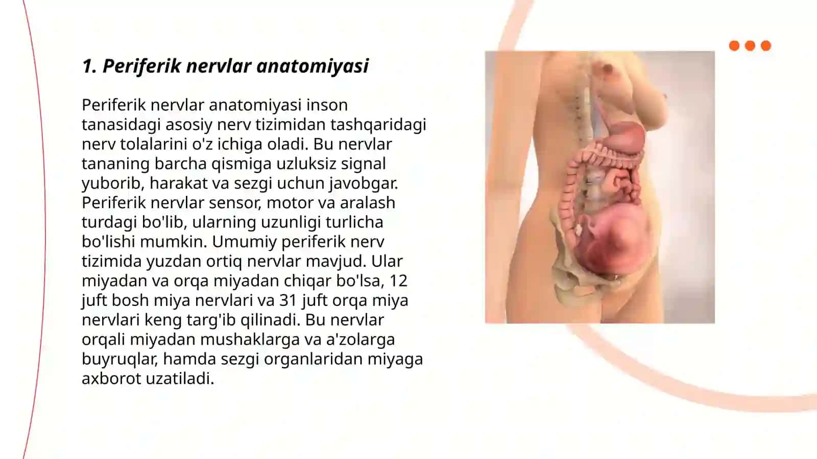 Periferik nervlar anatomiyasi 3