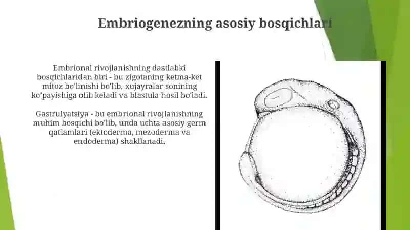 Embrional rivojlanishning umumiy qonuniyatlati 3