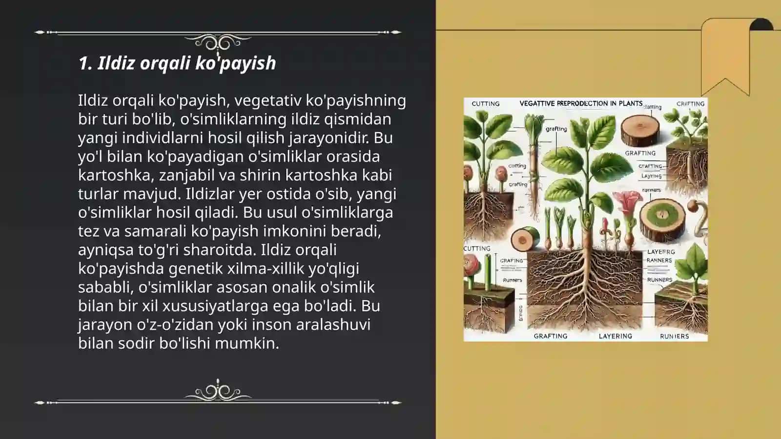 O'simliklarning vegetativ ko'payishi 3