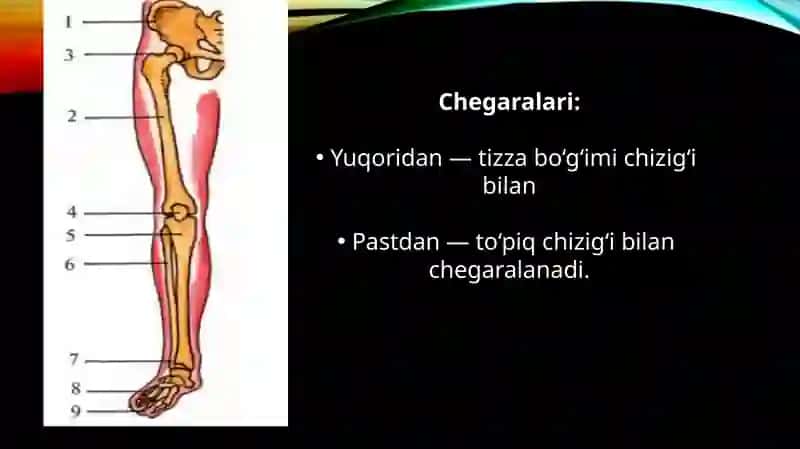 SON SUYAGINING KLINIK ANATOMIYASI. BOLDIR SOHALARI. BOLDIR-TO'PIQ SOHASI, OYOQ PANJASI KLINIK ANATOMIYASI 3