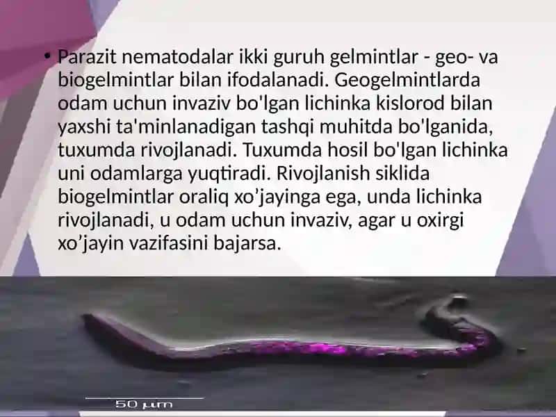 Odamda parazitlik qiluvchi yumaloq chuvalchanglar 3