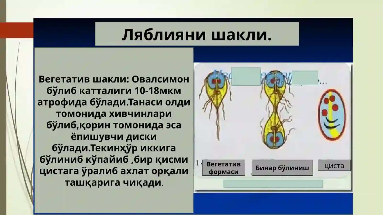 Ламблиява трихонаманасни тузилиши ва ҳаёт цикли 3