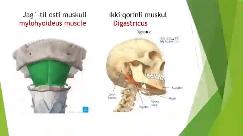 Bo`yin muskillari 3