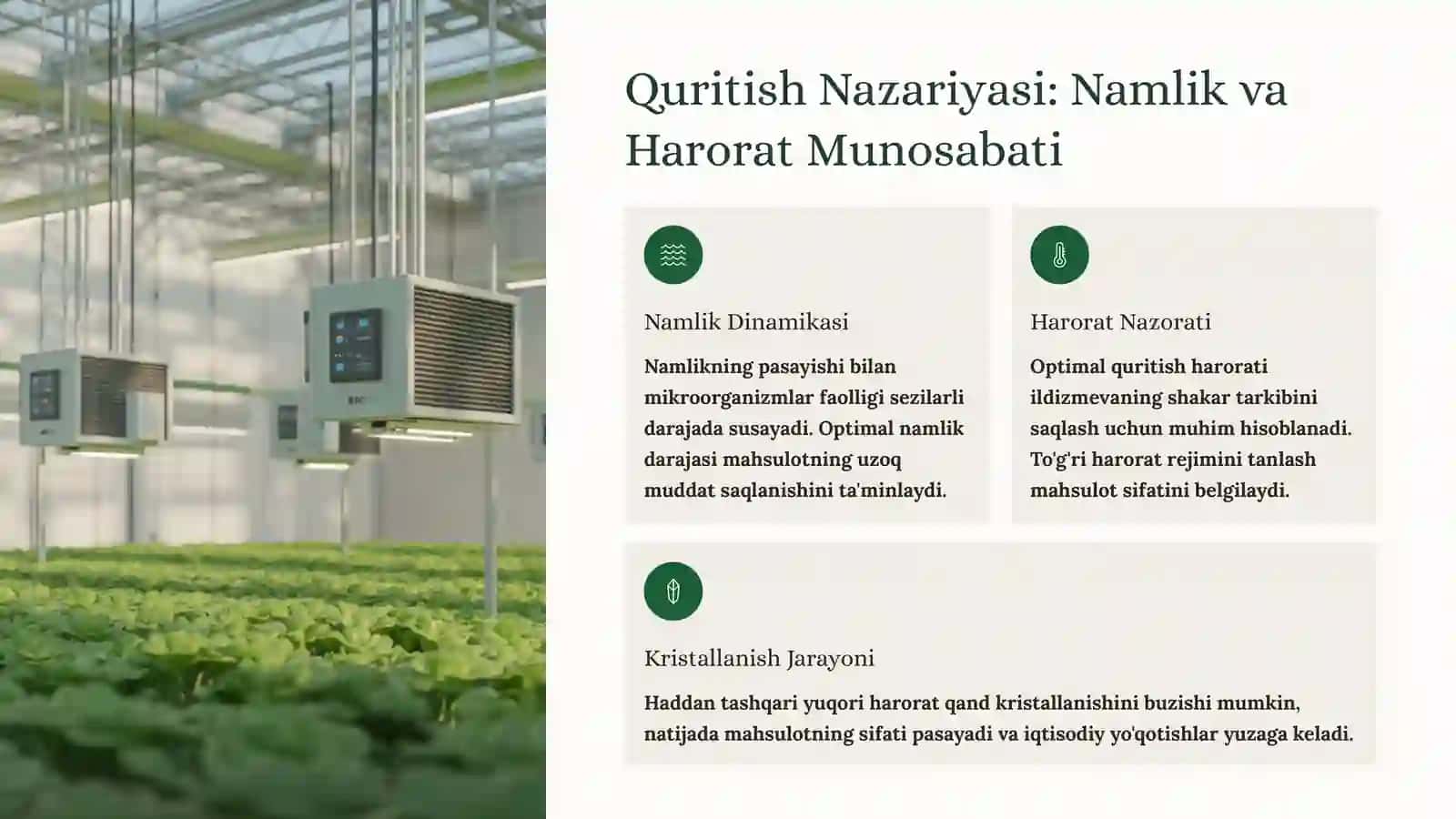 Qand Lavlagi Ildizmevasini Quritishning Nazariy Ahamiyati 3