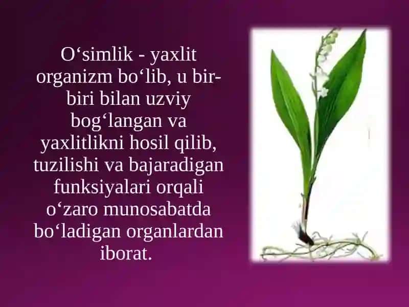 O`simliklar filogenezi. O`simliklarning vegetativ organlari filogenezi 3