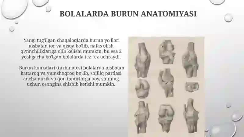 Bolalarda Burun Anatomiyasi 3