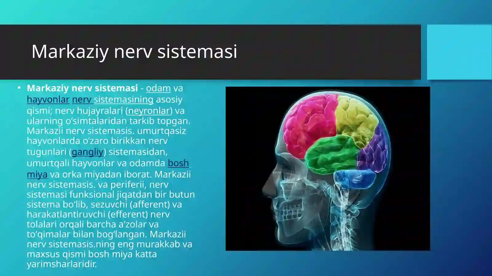 Nervsistemasining tuzilishi 3