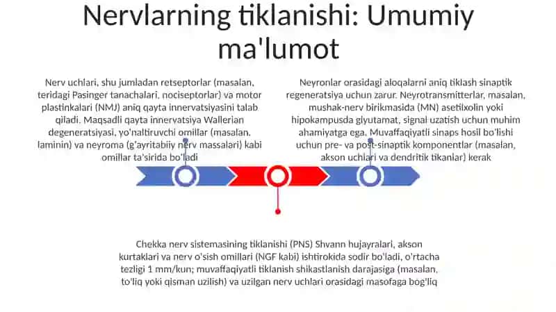 Nerv to‘qima regeneratsiyasi, nerv uchlari - sinapslar, neyromediatorlar 3