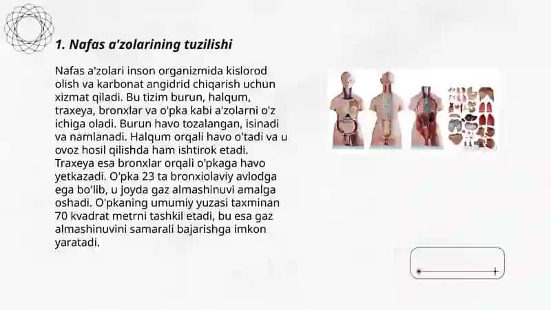 Nafas a’zolari anatomiyasi va fiziologiyasi 3