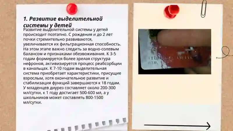 Возрастные особенности и гигиена выделительной система 3