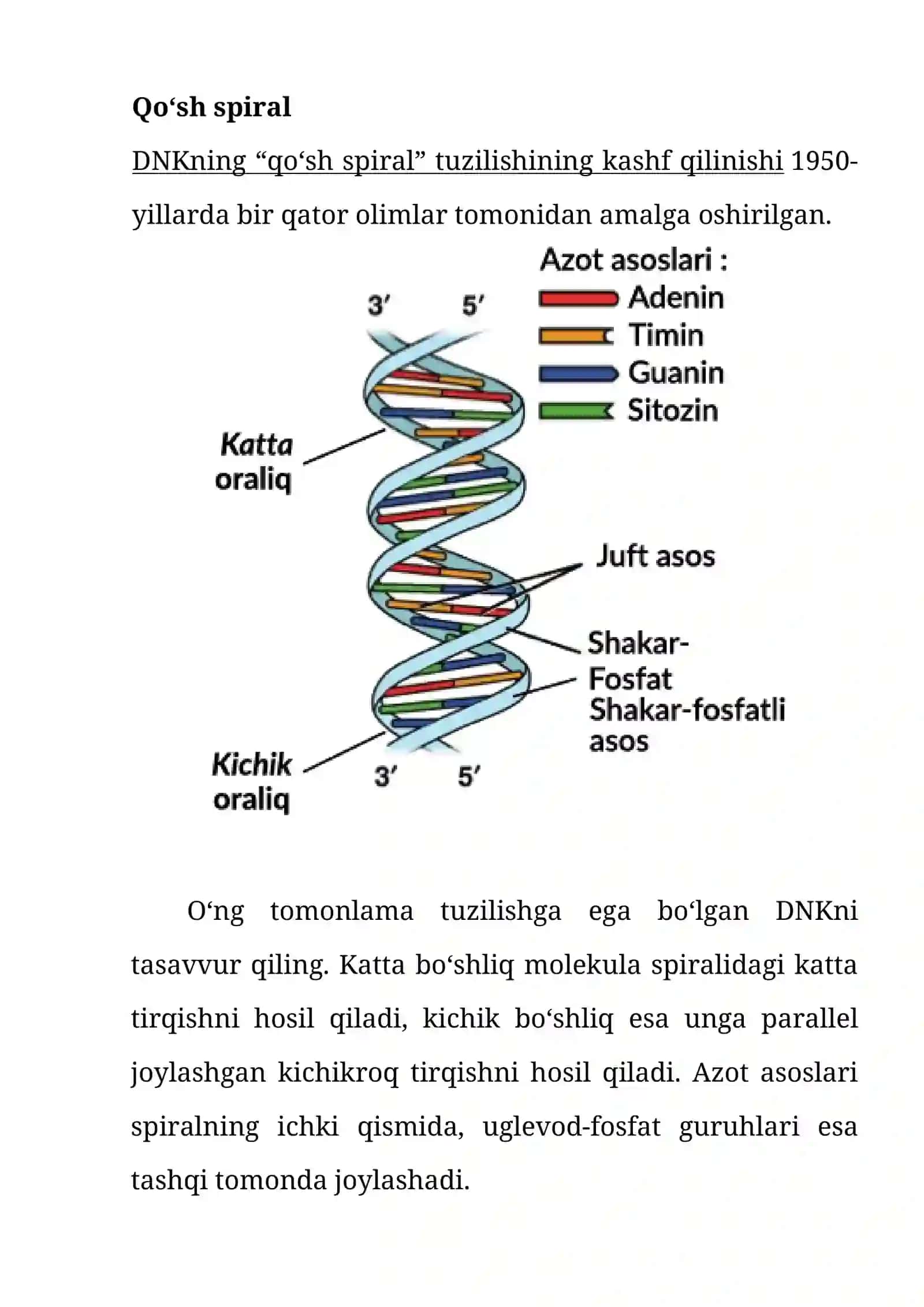 Dnk va Rnk tuzilishi 3