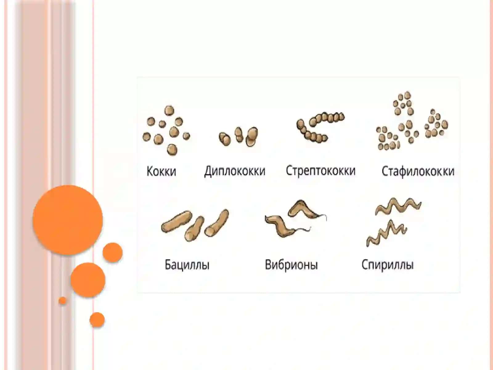 Shartli patogen anaerob kokklarni (peptokokklar, peptostreptokokklar, veylonellalar) 3