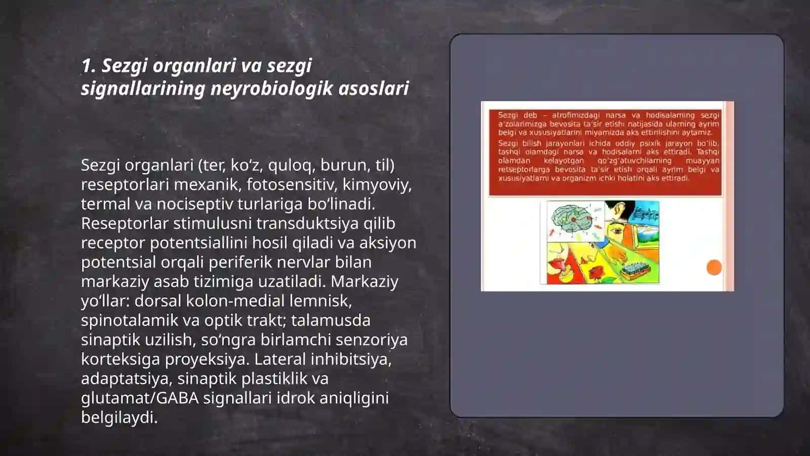 Sezgi organlari va sezgi signallarining neyrobiologik asoslari 3
