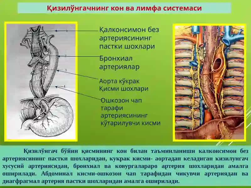 Онкология, болалар онкологияси курси 3