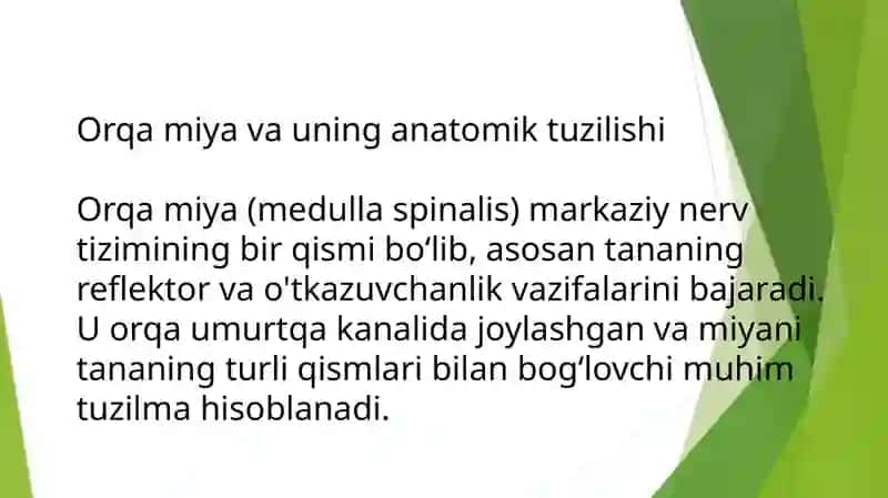Orqa miya o’zaklarining joylashuvi va ahamiyati 3