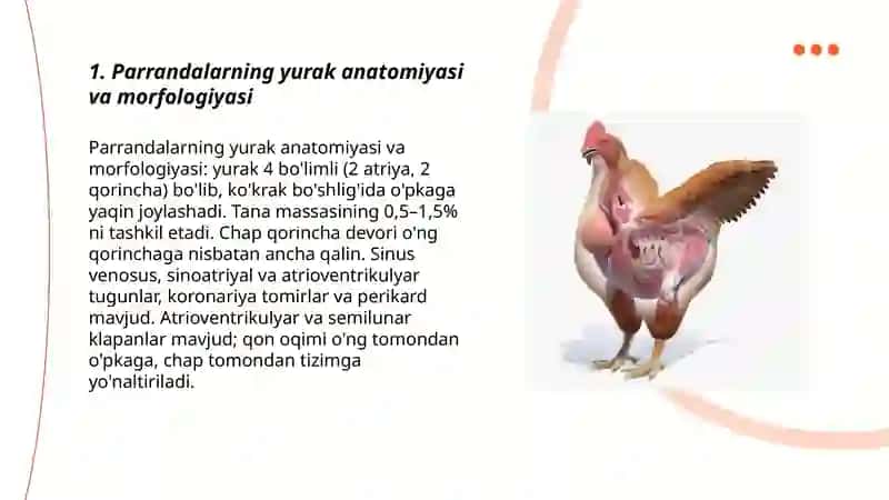 Parrandalarning yurak va qon tomirlari fiziologiyasi 3
