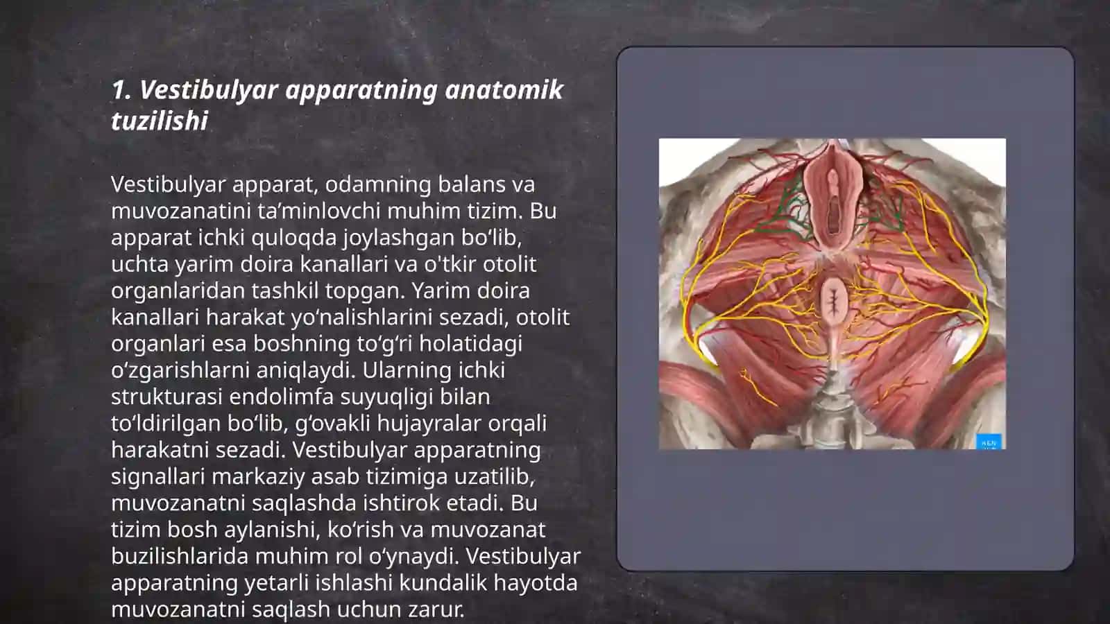 Vestibulyar apparat anatomiyasi va fiziologiyasi 3
