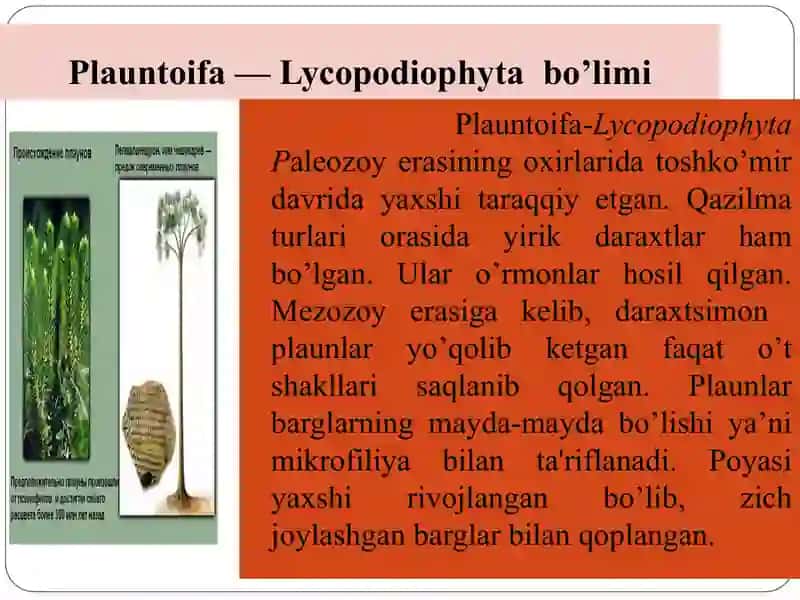 Plauntoifa — Lycopodiophyta bo’limi 3