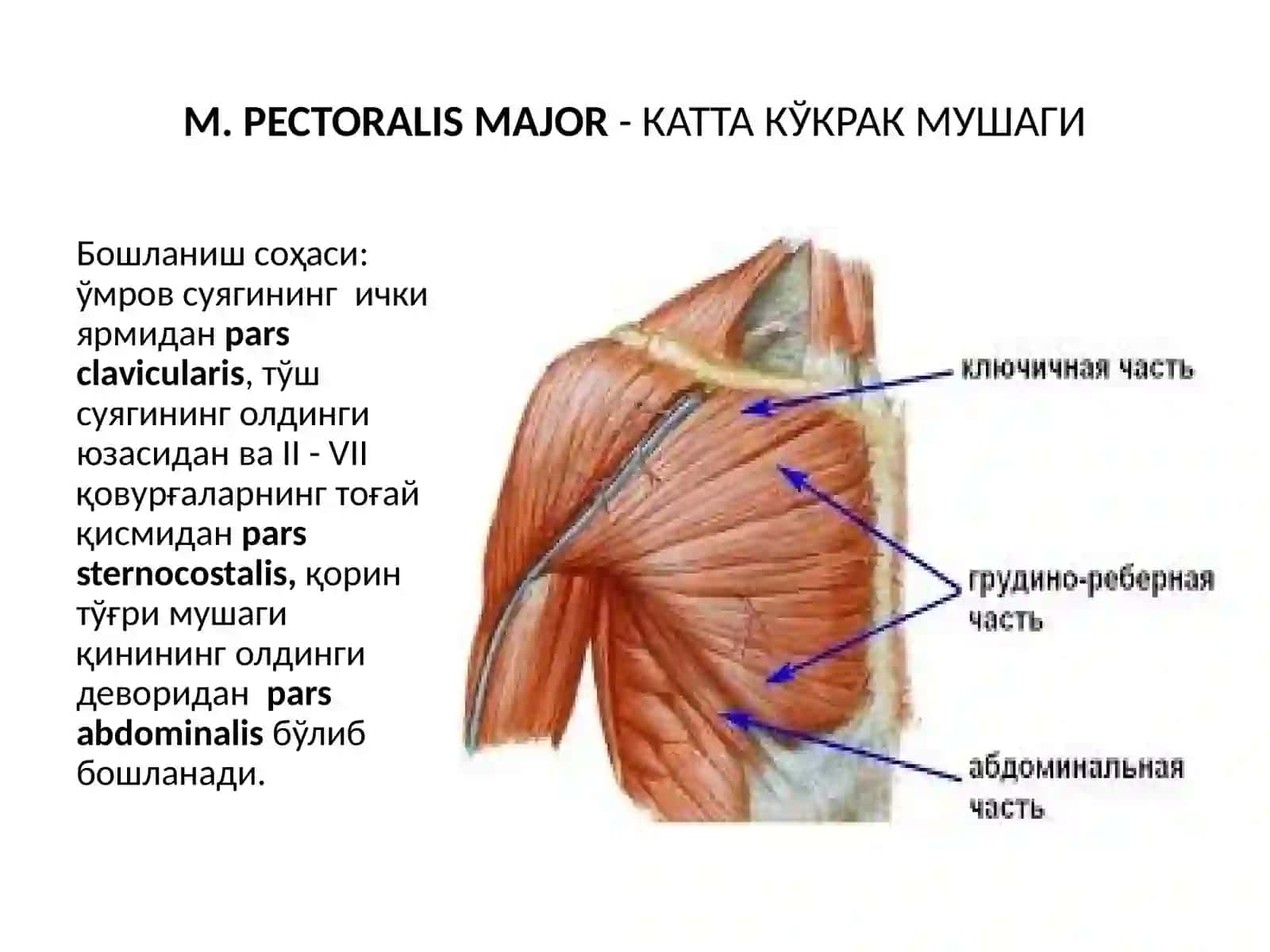 Кўкрак мускуллари 3