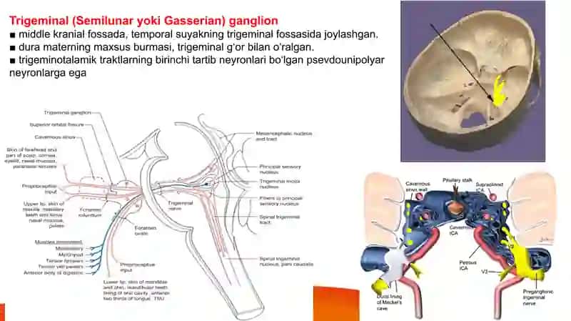 Trigeminal sistema Тригеминал система 5 жуфт краниал нерв 3