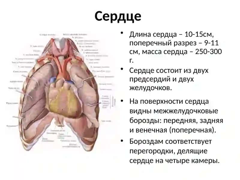 Топографическая анатомия и оперативнаяхирургия сердца 3