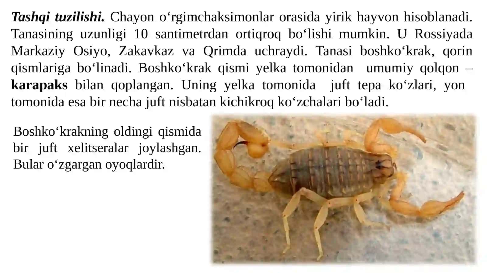 O‘rgimchaksimonlar sinfi (chayon, falanga, qoraqurt, kana)ning tuzilishini o‘rganish 3