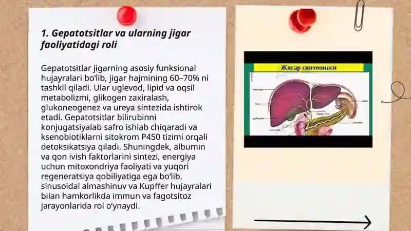 Jigar faoliyati va detoksikatsiya jarayonlari 3