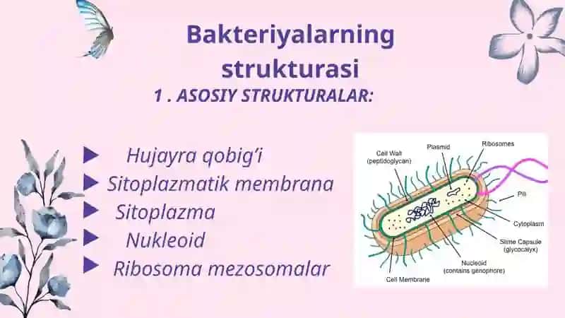 Mikroorganizmlarning strukturasi. Murakkab bo'yash usullariari 3
