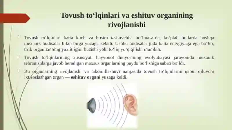 Eshitish organi innervatsiyasining xususiyatlari 3