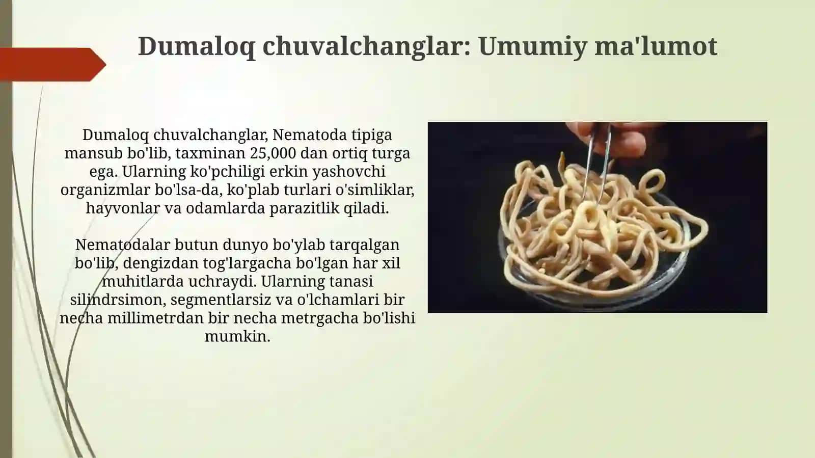 Dumaloq chuvalchanglar: Umumiy ma'lumot 3