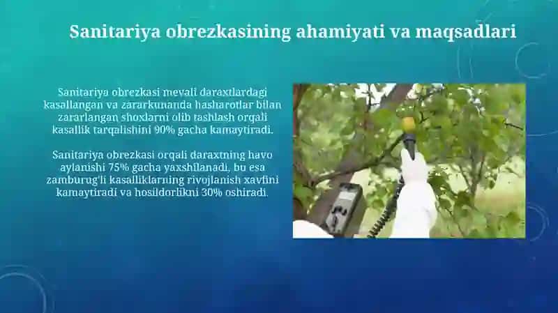 Bog'larda sanitar kesish usullari va uni o'tkazish texnologiyasi 3