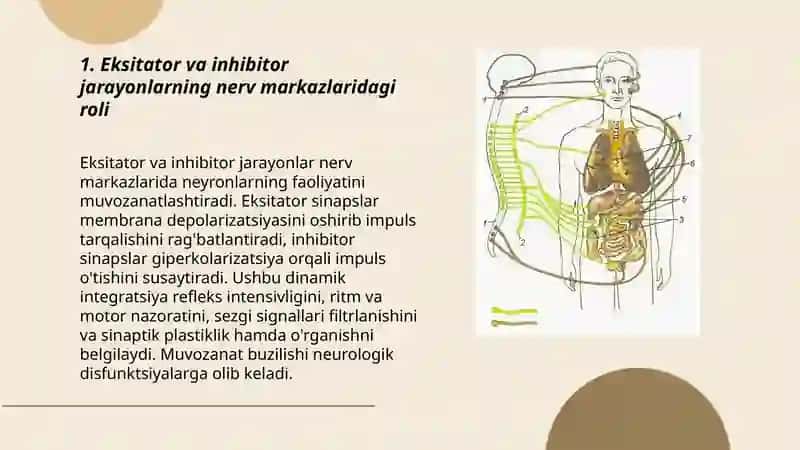 Nerv markazlarining fiziologik xususiyatlari 3