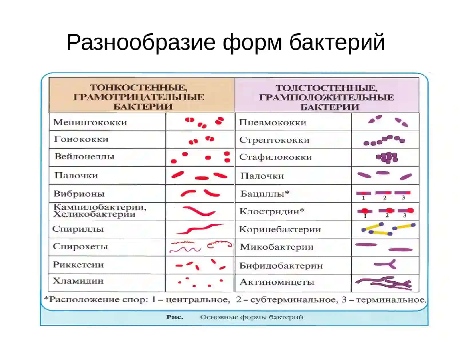 Ультраструктура бактерий. Химический состав бактериальной клетки 3