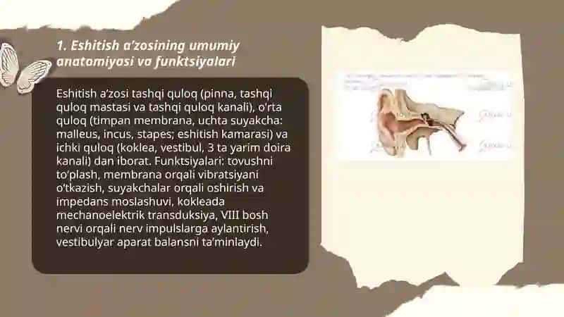 Eshitish aʼzosi. Tashqi va oʻrta quloqning funksional va yoshli anatomiyasi. Ichki quloq 3