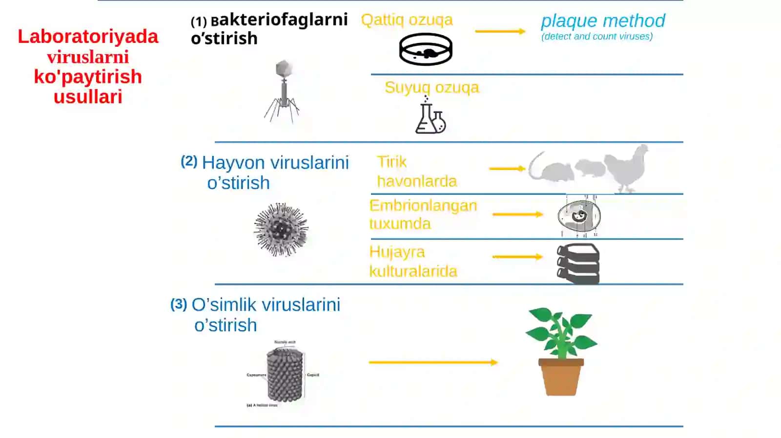 Mikrobiologiya va Biotexnologiya 3