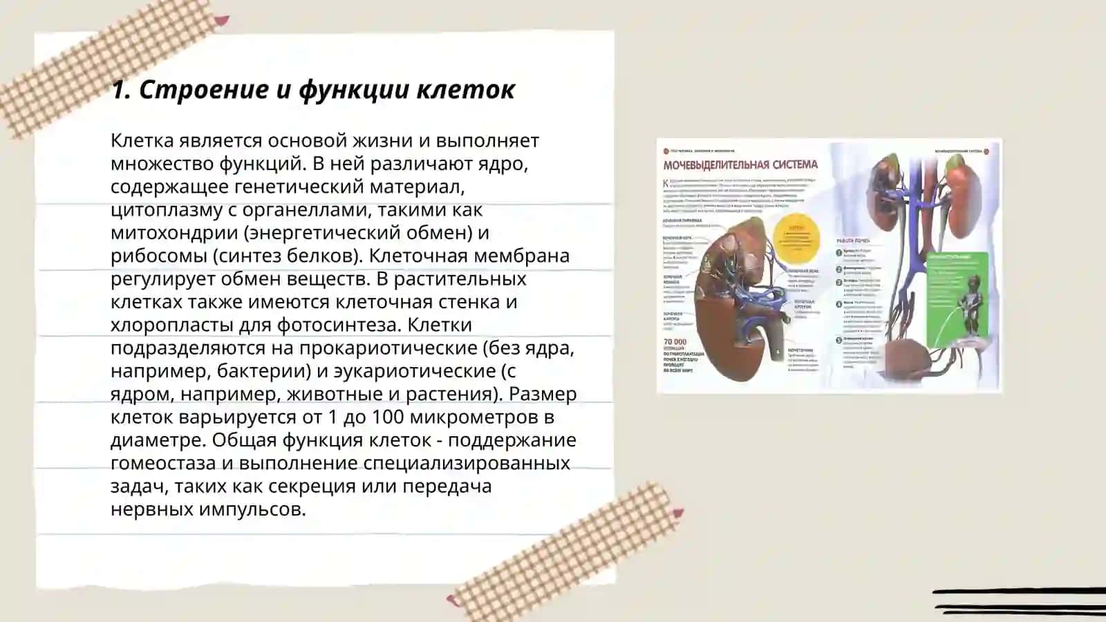 Анатомия и физиология человека 3