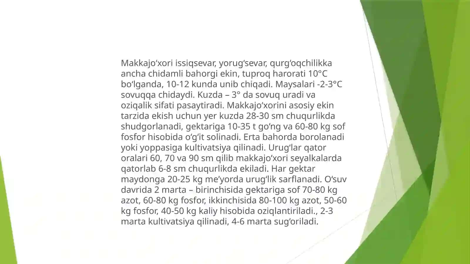 Makkajo’xori–sug’oriladigansharoitdadonuchunyetishtirish 3