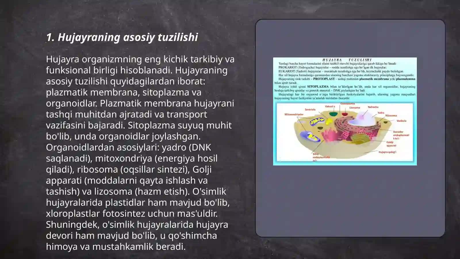 Hujayra yadrosi va hayvon toʻqimalari 3