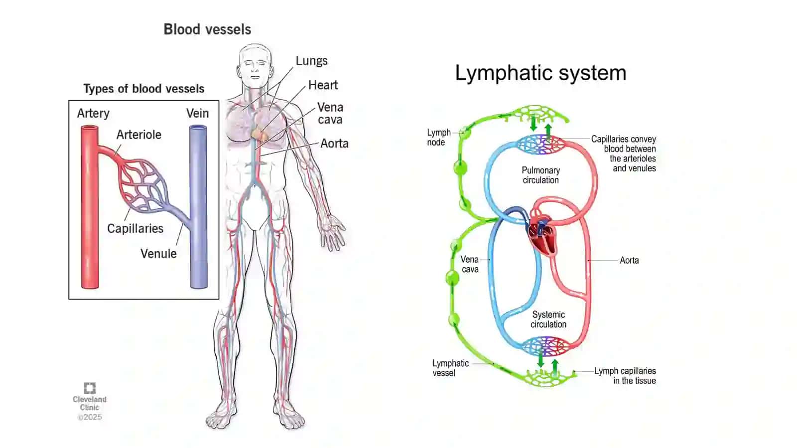 AORTA, AORTA RAVOG‘I, UMUMIY VA TASHQI UYQU ARTERIYASI, ICHKI UYQU ARTERIYASI HAMDA BOSH MIYANING QON BILAN TA’MINLANISHI 3