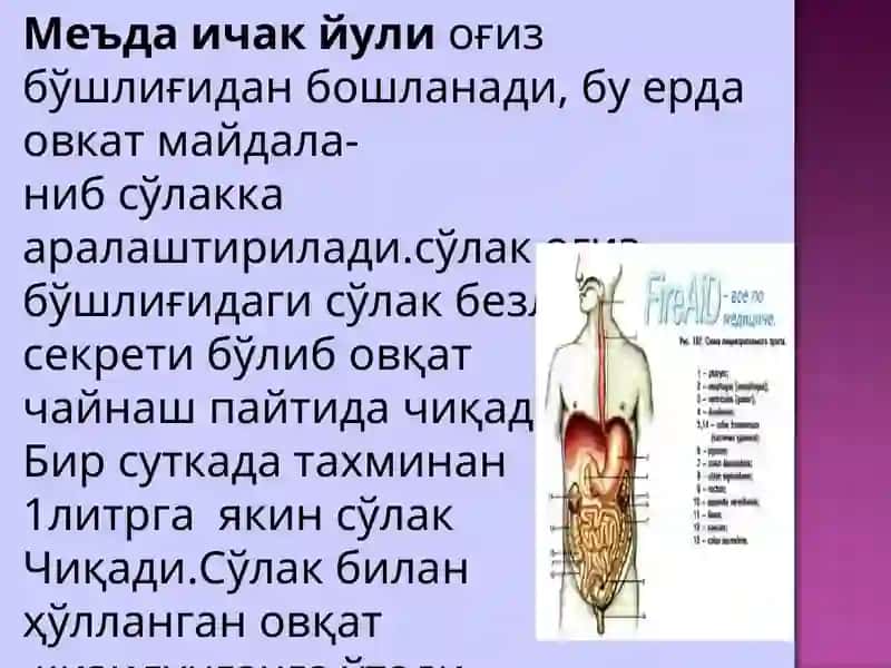 Овқат хазм қилиш системасини текшириш 3