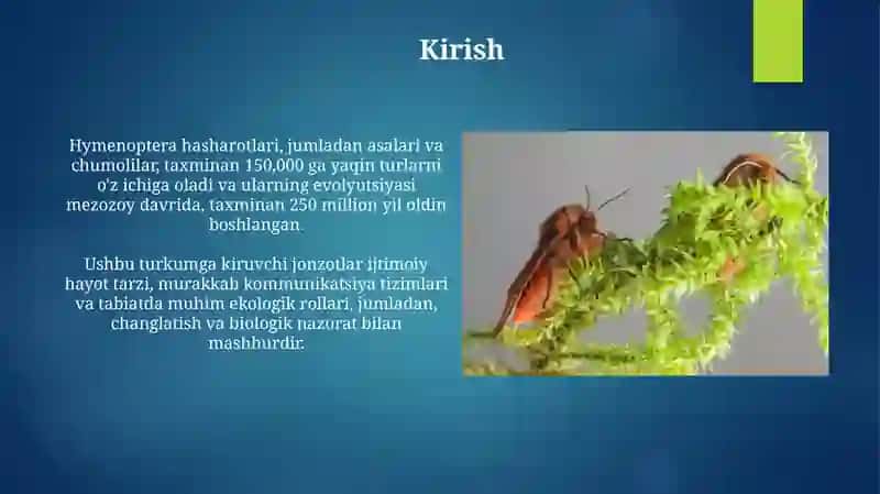 Hashorotlar-pardaqanotlilar turkumi 3