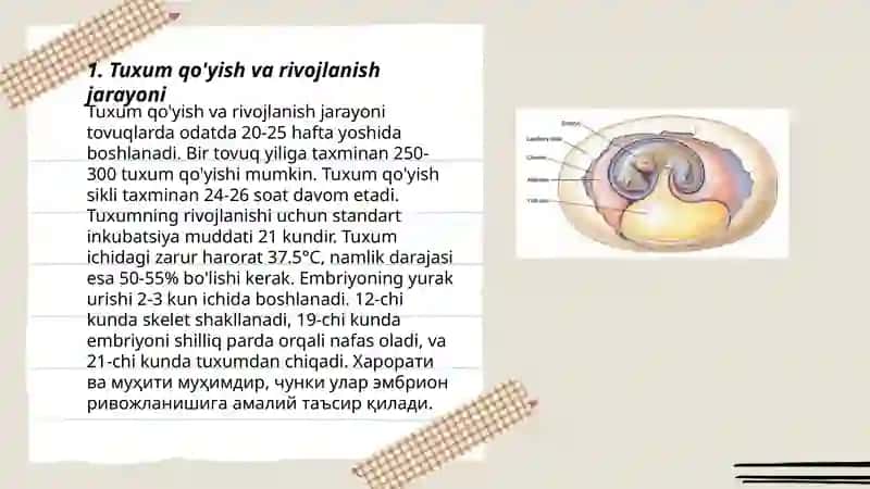 Reptiliyalalarning individual rivojlanish xususiyatlari 3