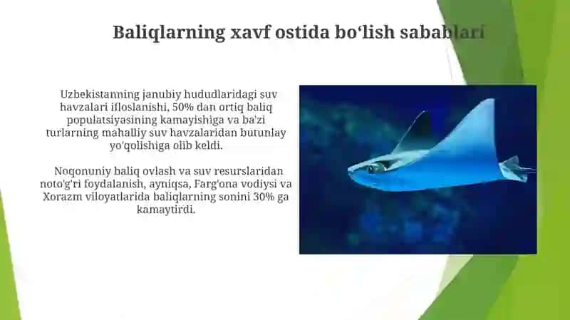 O‘zbekistonda tarqalgan baliqlar 3