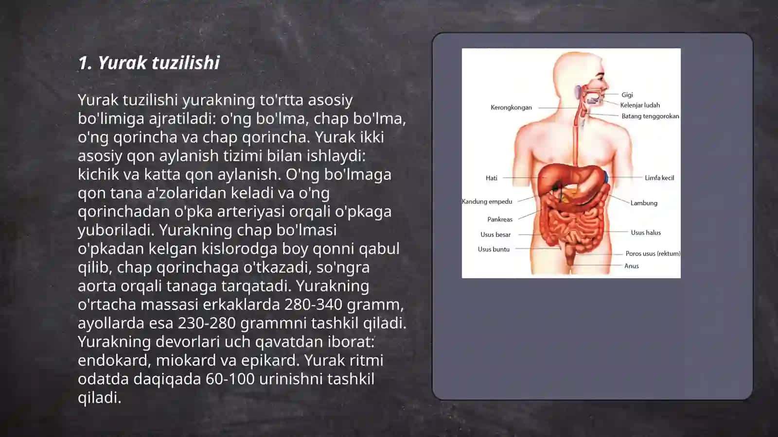 Odamlar organlari tuzilishi 3