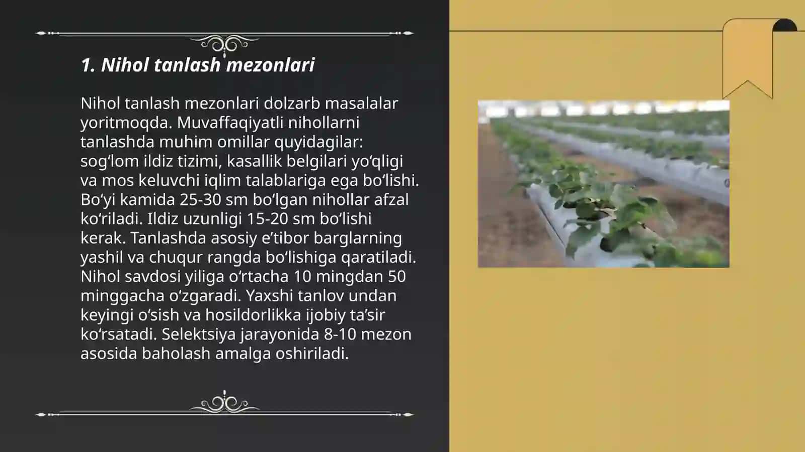 Yopiq koʻchathonalarda nihollarni parvarishlash agrotehnikasi 3