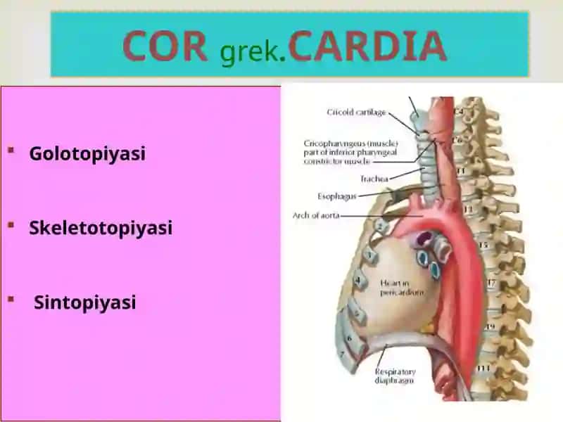 qon tomirlar tizimi 3