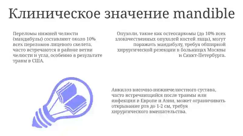 Нижняя челюсть (Mandible) 3