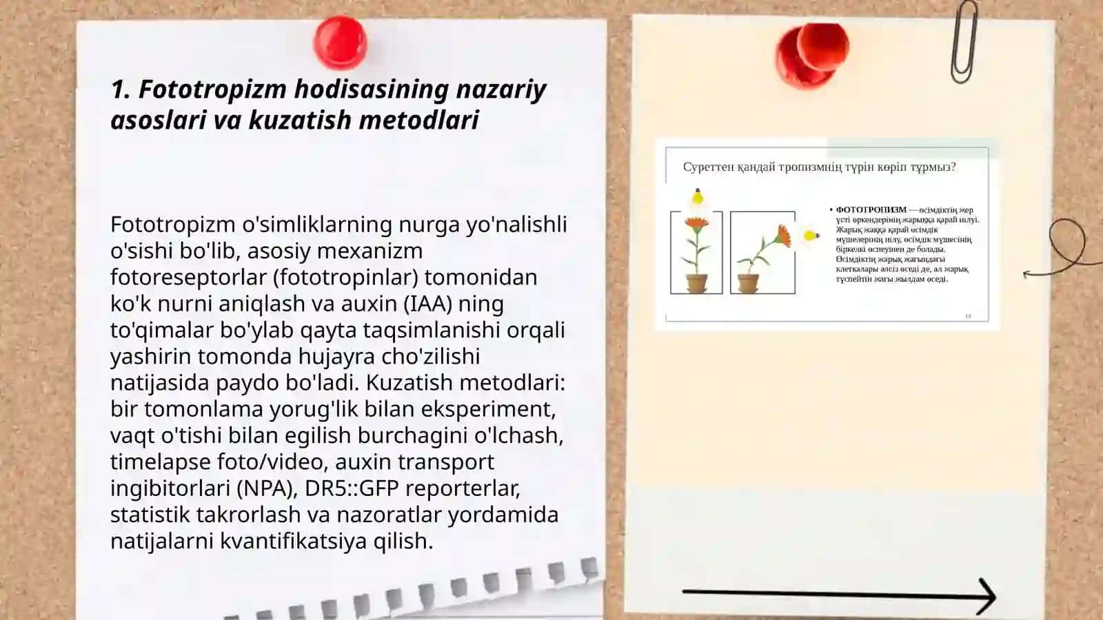 Oʻsimliklardagi fototropizm, fotanatsiya va geotropizm hodisalarini kuzatish 3