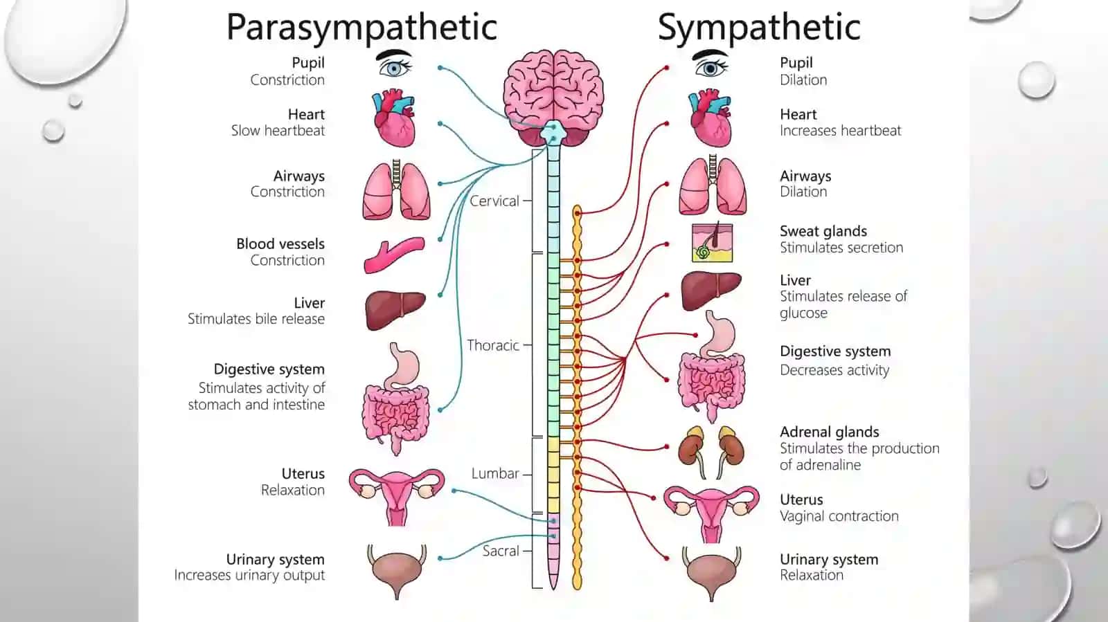 Vegetativ nerv sistemasining o'rganish 3
